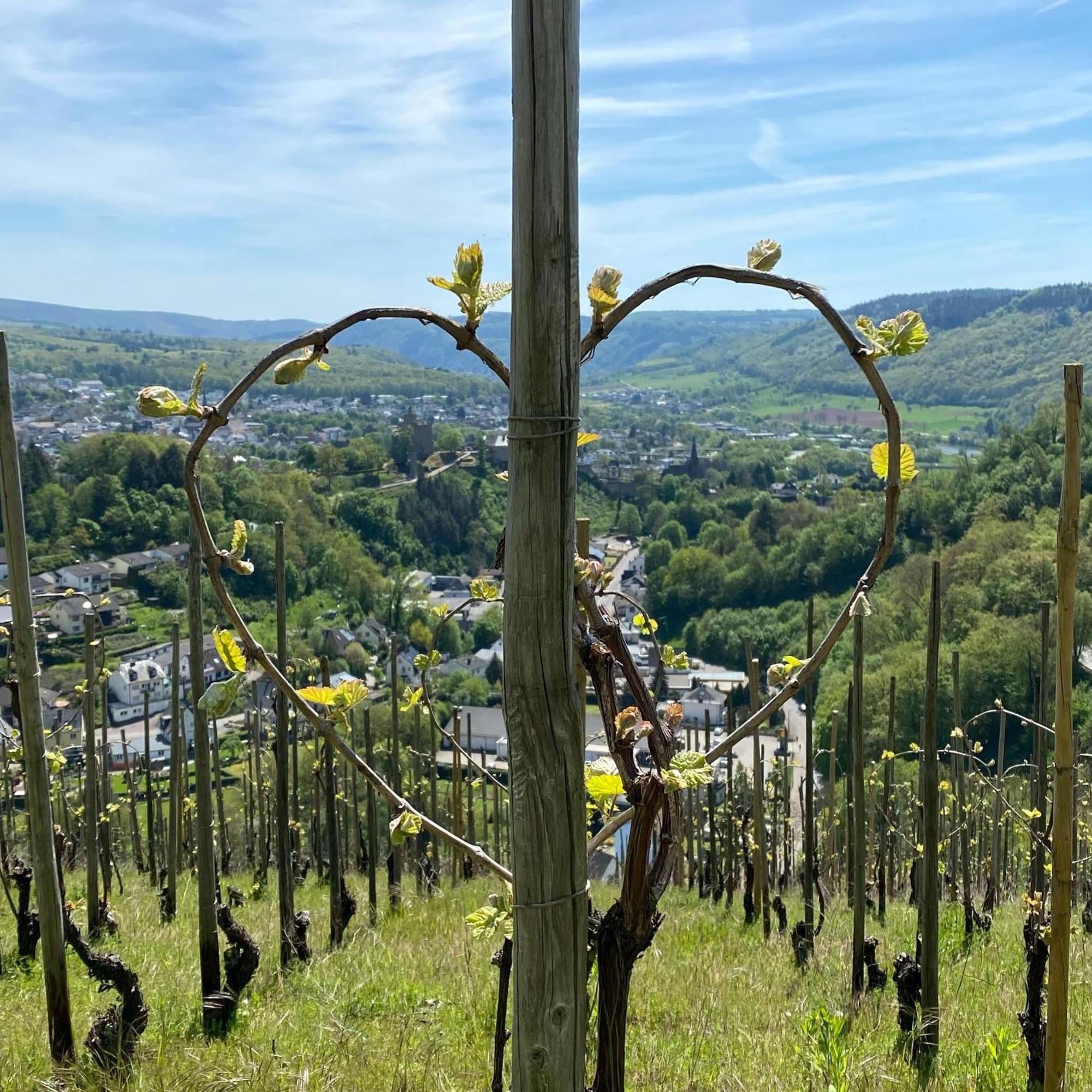 Weingut Dr Wagner Villa Saarburg Buitenkant foto